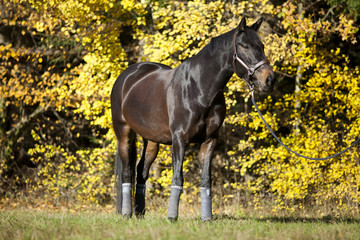 horse portrait on meadow with yellow autumn leaves in background