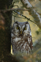 Tengmalms owl (Aegolius funereus)
