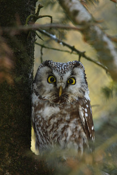 Tengmalms Owl (Aegolius Funereus)