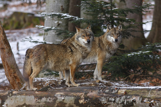 EUROPEAN WOLF, canis lupus