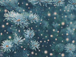 Blue spruce background with snow,christmas magic toned effect greeting card