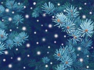Fototapeta na wymiar Blue spruce background with snow,christmas magic toned effect greeting card