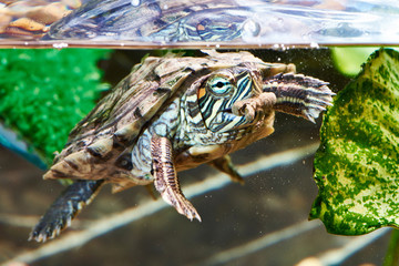 Red-eared turtle have dry feed