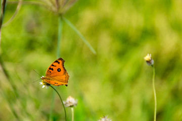 Butterfly in grass