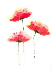 Beautiful stylized red poppy flowers on white, Acrylic color painting