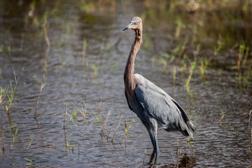 Reddish Egret