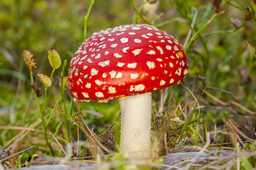 little mushroom Amanita muscaria