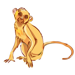 
illustration of monkey