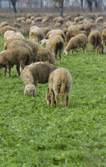 Fototapeta premium flock of sheep