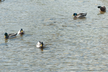 canard