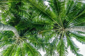 Obraz premium branches of coconut palms under blue sky