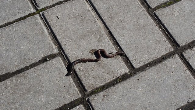Worm on a tile