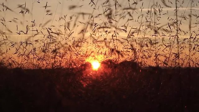 Puesta de sol o atardecer entre  hierbas gramineas movi&eacute;ndose con el aire