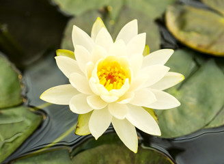 Pure white lotus blooming in a pond in botanical garden