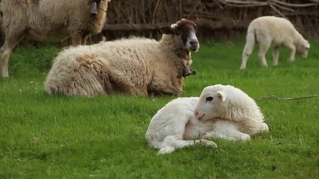 Cordero y Oveja Recostados en la Hierba de un prado verde
