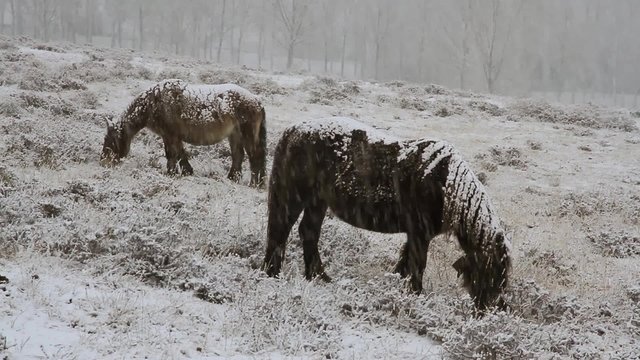 Dos Caballos pastando en un campo nevando
