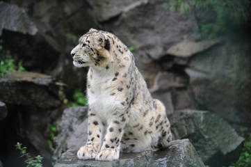 Fototapeta na wymiar Leopard des neiges