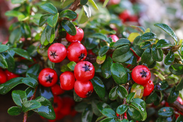 Red berries (cotoneaster horizontalis) in the garden