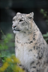 Leopard des neiges