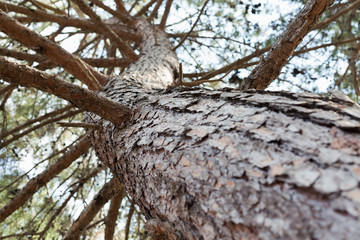 Big spruce of a spruce tree