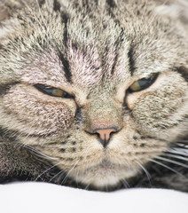 Tired tabby cat relaxing at home