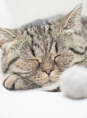 Fototapeta na wymiar Sleeping tabby cat with ball of yarn