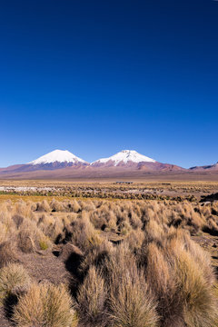 Parinacota and Pomerade volcanos. High Andean landscape in the A