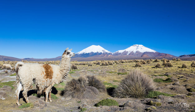 herd of llamas andean, grazing in the highlands of the Andes