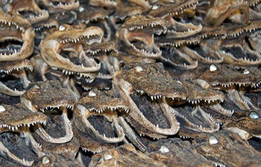 The heads of the crocodiles