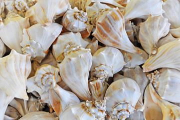 Seashell collection isolated