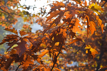 Brown tree leaves in autumn
