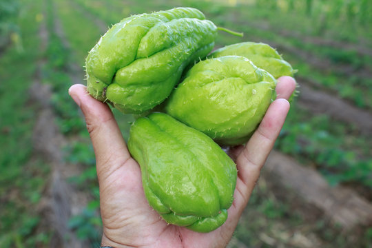 Chayote being held by a hand and isolated