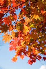 Fototapeta na wymiar maple tree with colorful autumn leaves