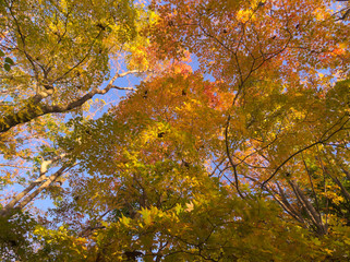 紅葉と空