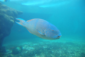 Fototapeta premium poisson
