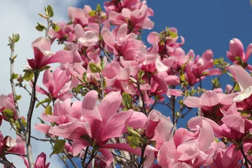 Papier Peint photo Lavable Magnolia Magnolia en fleurs