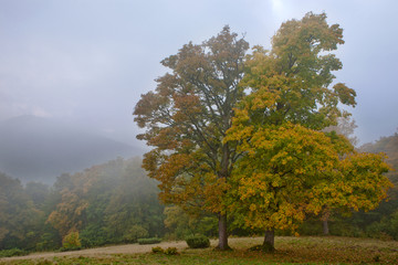 Autumn sycamore in the fog