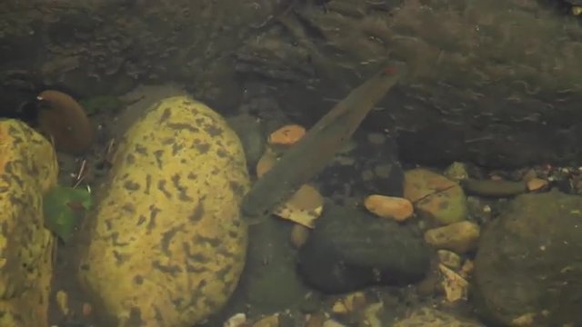 Trucha en el agua transparente, cerca del lecho del rio con piedras
