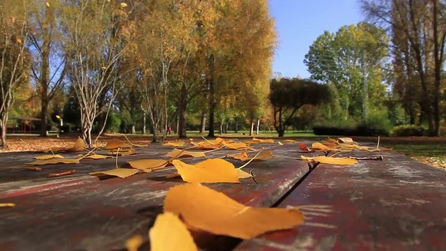 Escena oto&ntilde;al desde una mesa en parque publico llena de hojas  caidas y personas corriendo y paseando

