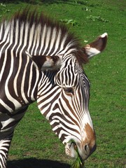 Fototapeta na wymiar portrait of zebra eating grass