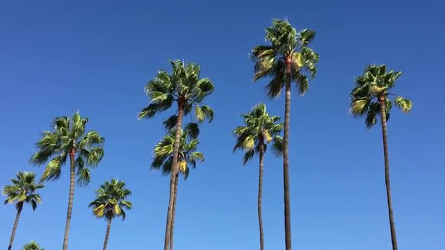 Palm trees blowing in the breeze against a deep blue sky