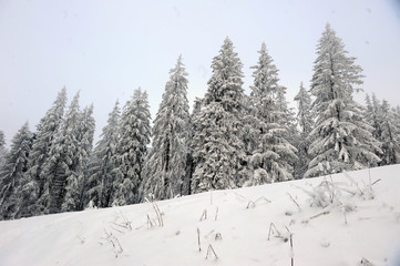 Coniferous forest in the wintertime
