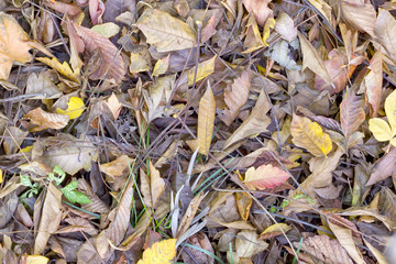 Dead leaves background