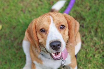 Nice beagle dog boy