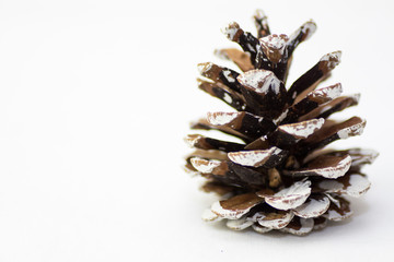 pine cone close up on a white background 