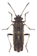 Bug Ortholomus punctipennis