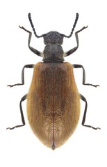 Beetle Lagria hirta