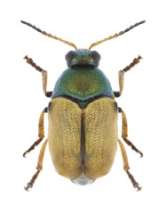 Beetle Cryptocephalus laetus