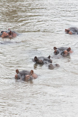 Fototapeta premium Hippos in the water
