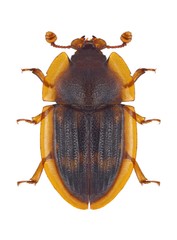 Beetle Amphotis marginata